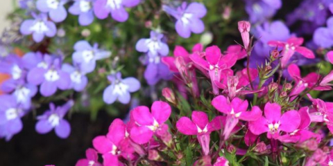 Květiny lobelia - použití v krajinném designu letní chaty